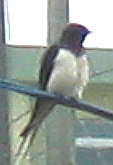 photo of swallow